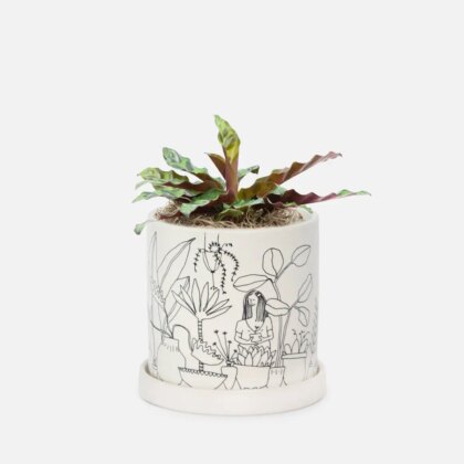 Calathea Rattlesnake - Piccolo